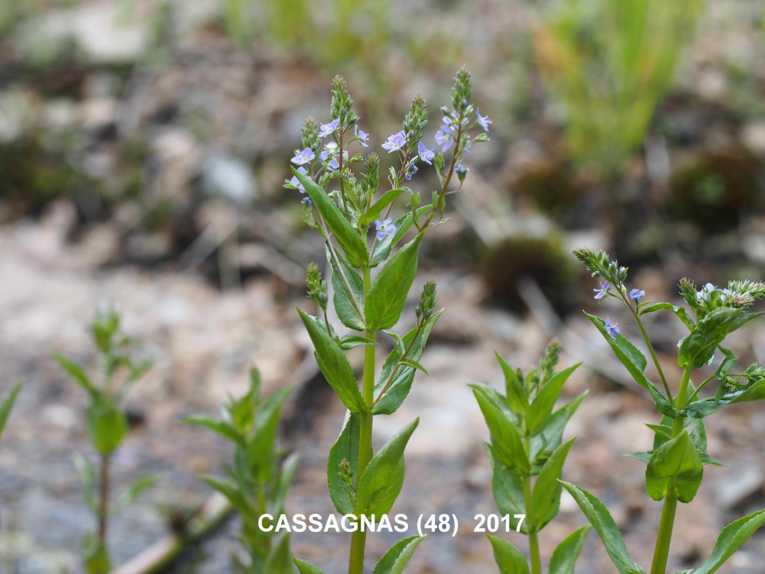 Speedwell, Blue water